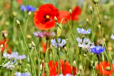 alpine-cornflower-3431590_Capri23auto_pixabay