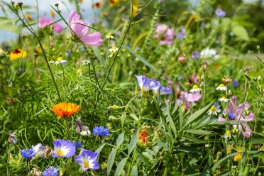 flower-meadow-1657016_Couleur_pixabay