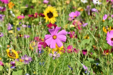flower-meadow-3598561_Capri23auto_pixabay